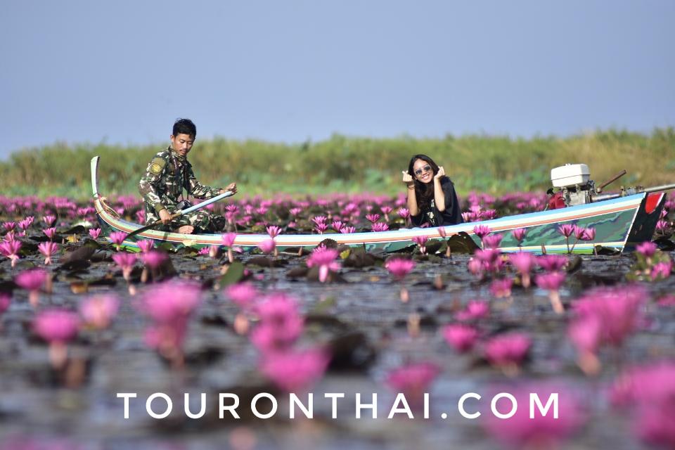 莲花沼泽 Bueng Borapet,Bueng Boraphet, largest freshwater lake in Thailand
