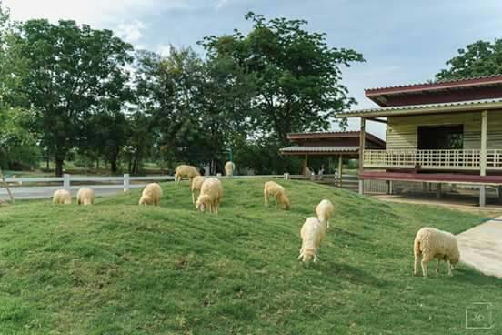 Engineer Sheep Farm