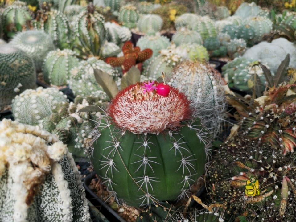 ,PetchTamSee Cactus Nursery
