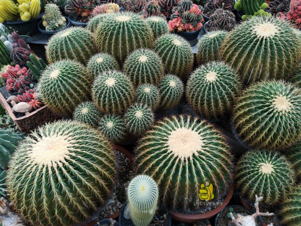 ,PetchTamSee Cactus Nursery