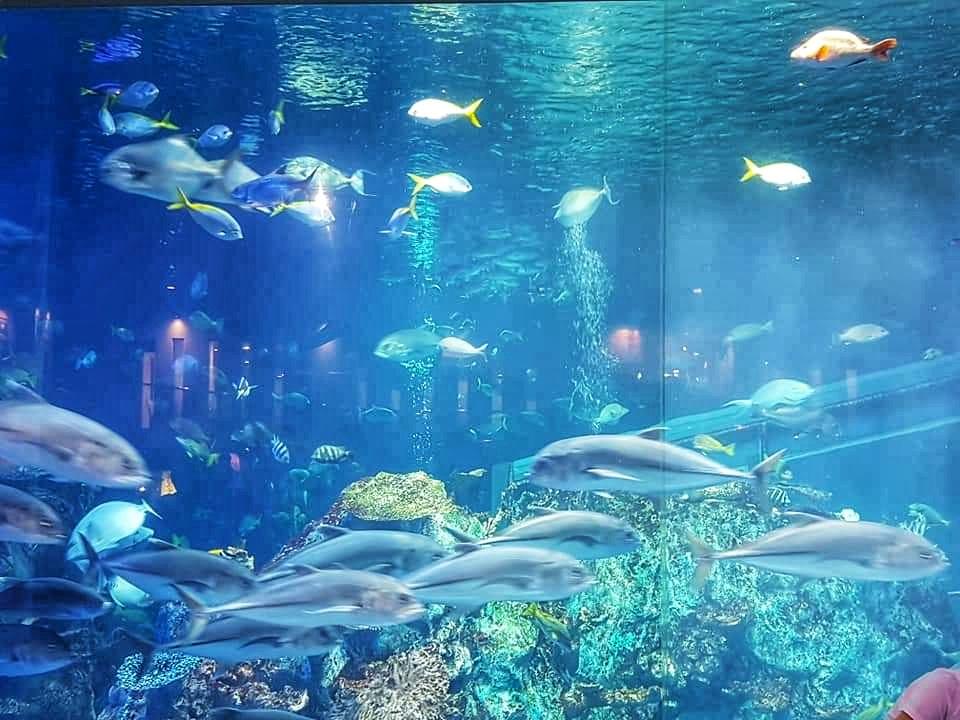 ,Toba Aquarium